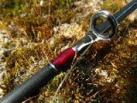 Fische 2014 010.jpg