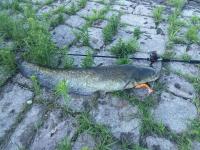 Waller - 17-06-2017 - 115cm - 8500g.jpg