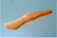 Maniform Fliegenrutengriff.jpg