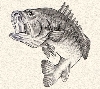 images/avatars/avatar-456.jpg